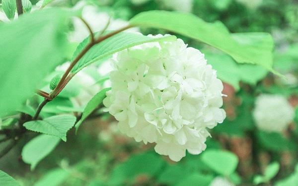 阳台最好养的花 适合在阳台养什么花 阳台最好养的花 适合在阳台养什么花