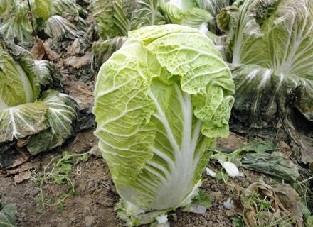 苹果倒春寒后怎么办 有哪些管理措施 苹果倒春寒后怎么办 有哪些管理措施