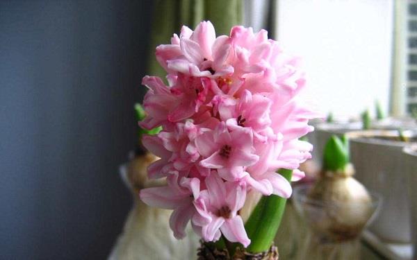 百里香的花语是什么 有哪些传说 百里香的花语是什么 有哪些传说
