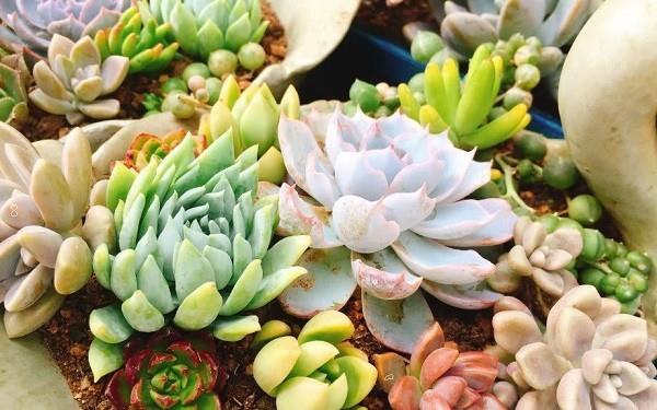 栀子花黄叶是什么原因 要怎么处理 栀子花黄叶是什么原因 要怎么处理