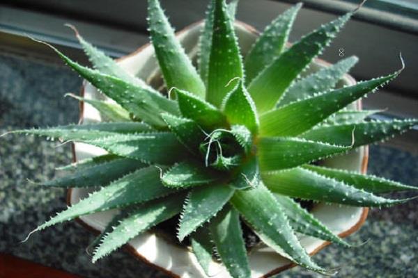 盆栽植物如何施肥 施肥注意事项 盆栽植物如何施肥 施肥注意事项