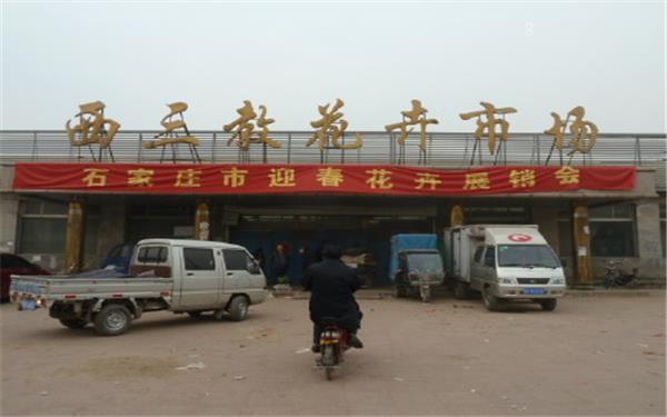 辽宁哪里有卖绿植的 什么地方卖绿植便宜 辽宁哪里有卖绿植的 什么地方卖绿植便宜