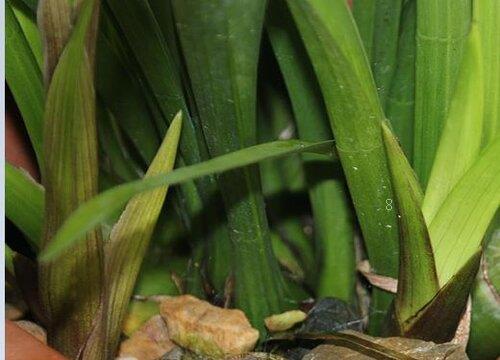 兰花叶子发黑干枯什么原因（兰花叶尖发黑变干是怎么回事）