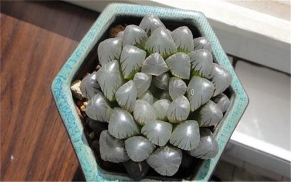喜阴开花的室内植物有哪些 还有什么绿色植物喜阴 喜阴开花的室内植物有哪些 还有什么绿色植物喜阴