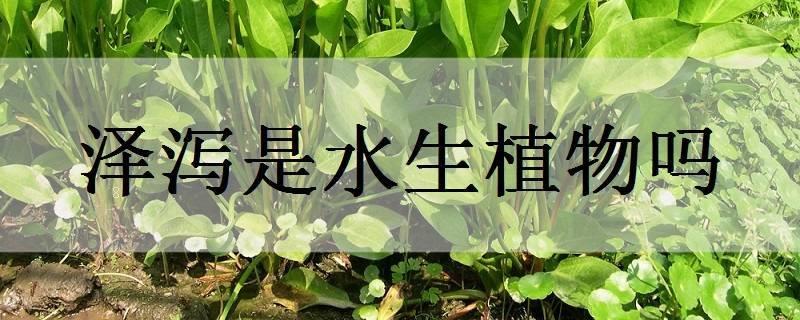 牛毛毡是水生植物吗