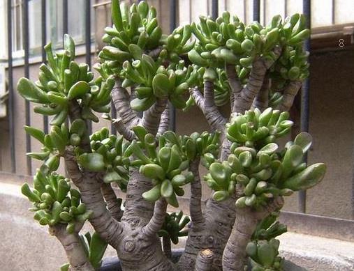 桂花叶子蔫了怎么办 打蔫原因及补救方法 桂花叶子蔫了怎么办 打蔫原因及补救方法