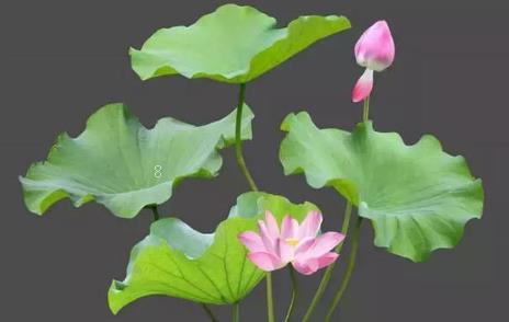 藕带种植品种及栽培管理技术 藕带应该怎么养殖 藕带种植品种及栽培管理技术 藕带应该怎么养殖