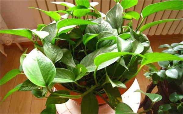 水培植物怎么养 用什么水好 水培植物怎么养 用什么水好