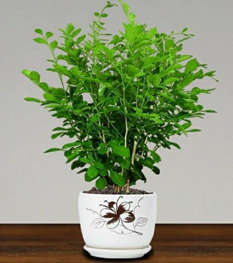 茉莉花叶子蔫了怎么办 打蔫原因及补救方法 茉莉花叶子蔫了怎么办 打蔫原因及补救方法
