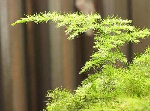 月季花叶子发黄怎么办 发黄原因与处理方法 月季花叶子发黄怎么办 发黄原因与处理方法