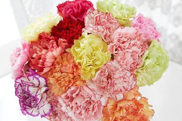 教师节送老师什么鲜花比较好呢 教师节送老师什么鲜花比较好呢