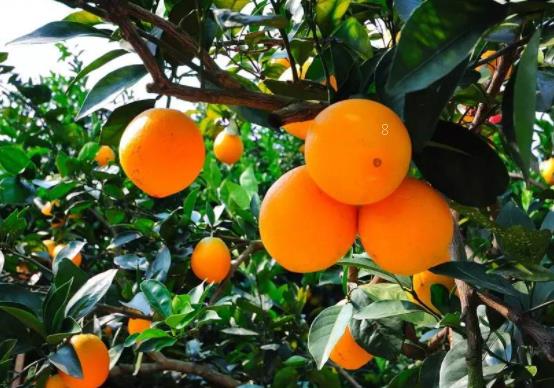 春季果树种植防冻保暖 果树养殖需要注意什么 春季果树种植防冻保暖 果树养殖需要注意什么