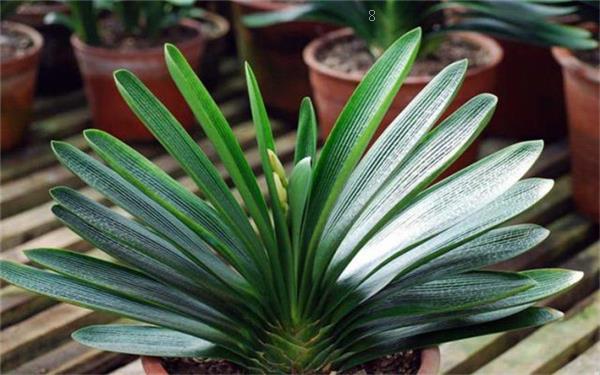 2025年喜阳耐高温的植物花卉有哪些 五种花卉推荐 2025年喜阳耐高温的植物花卉有哪些 五种花卉推荐