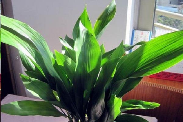 室内植物墙哪家好 常用植物品种