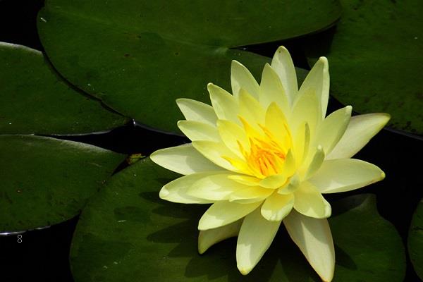 芦苇唯美图片 高清芦苇图片欣赏 芦苇唯美图片 高清芦苇图片欣赏