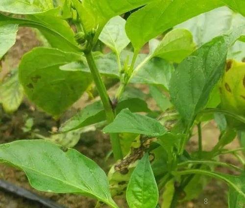 葡萄病虫害防治技术 常见防治方法与措施