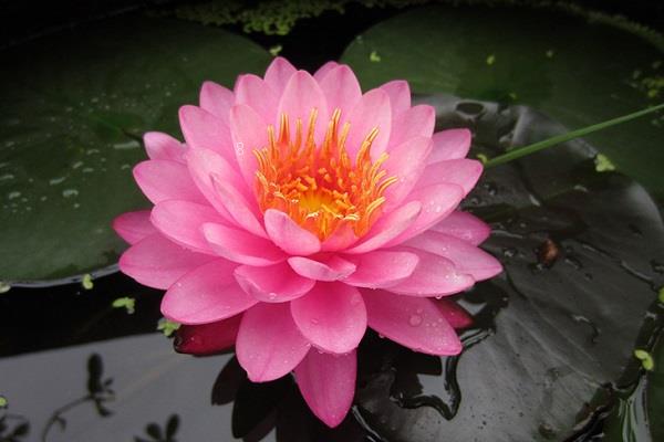 芦苇唯美图片 高清芦苇图片欣赏 芦苇唯美图片 高清芦苇图片欣赏
