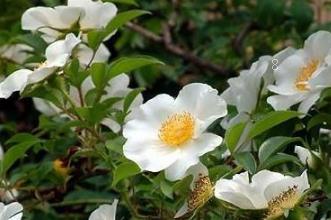 木槿花花语 木槿花代表了什么 木槿花花语 木槿花代表了什么