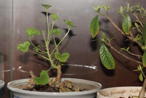 芍药为什么不开花 不开花原因及解决方法