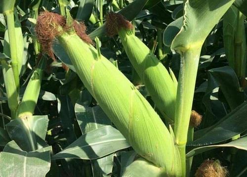 隆创310玉米种介绍（隆创玉米种子特性，亩产多少斤）