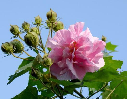 黄蝉花叶子蔫了怎么办 打蔫原因及补救方法 黄蝉花叶子蔫了怎么办 打蔫原因及补救方法