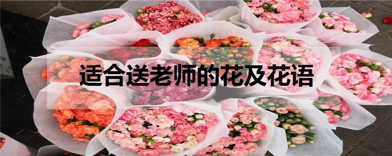 菊花代表什么象征意义 花语是什么 菊花代表什么象征意义 花语是什么