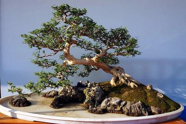 家里适合养什么植物花 有哪些好处 家里适合养什么植物花 有哪些好处