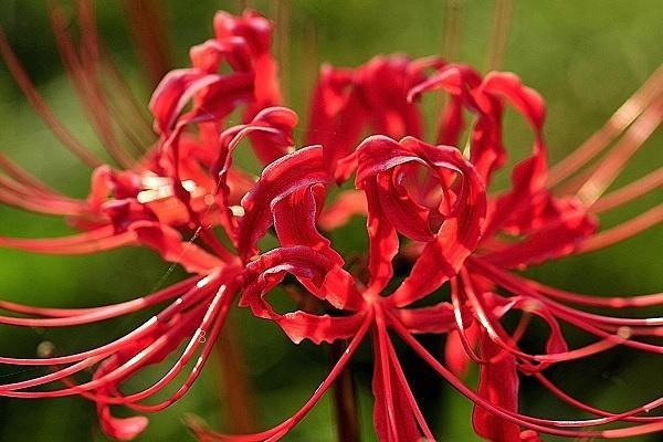 小雏菊为什么不能送人 它的花语是什么 小雏菊为什么不能送人 它的花语是什么