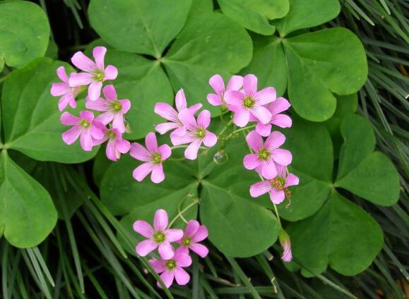 瑞香花叶子蔫了怎么办 打蔫原因及补救方法 瑞香花叶子蔫了怎么办 打蔫原因及补救方法