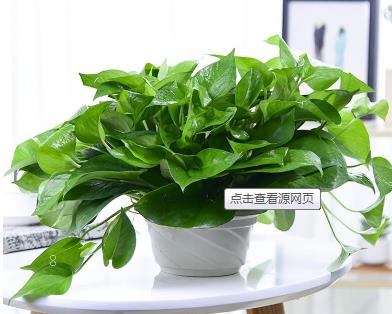 石楠花的花语是什么 石楠花介绍 石楠花的花语是什么 石楠花介绍