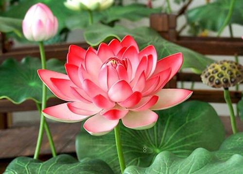 发财树烂叶子怎么回事 烂叶子原因及处理方法 发财树烂叶子怎么回事 烂叶子原因及处理方法