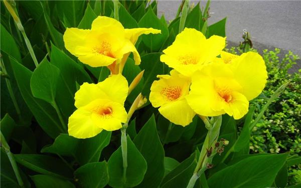 江苏哪里有卖绿植的 什么地方卖绿植便宜	