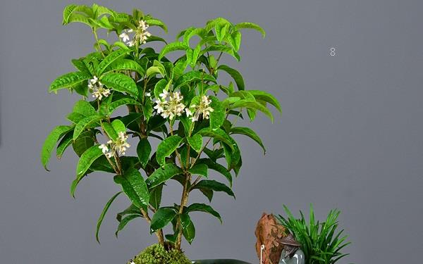 适合秋冬种植的蔬菜 哪些蔬菜能越冬 适合秋冬种植的蔬菜 哪些蔬菜能越冬