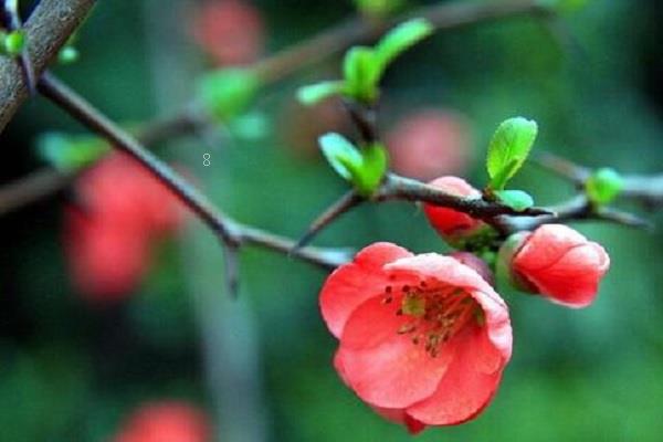 曼陀罗花语是什么 适合送给哪些人 曼陀罗花语是什么 适合送给哪些人