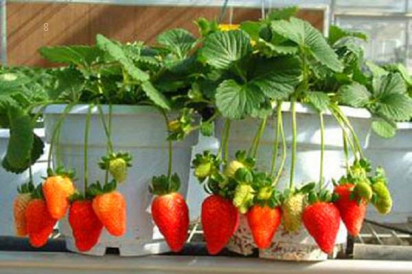 室内适合养殖的植物有哪些 室内适合养殖的植物有哪些