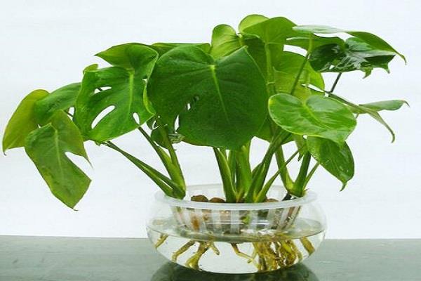 茭白是什么植物 茭白有哪些营养价值 茭白是什么植物 茭白有哪些营养价值