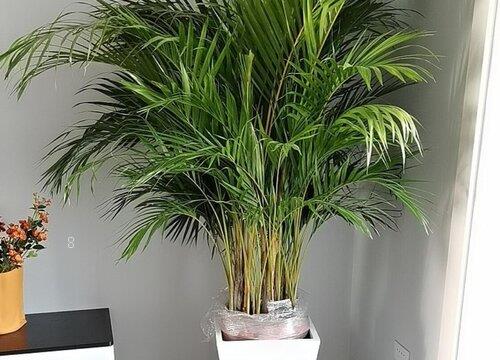 散尾葵为什么不适合放在家里（摆放在家里客厅位置与禁忌）