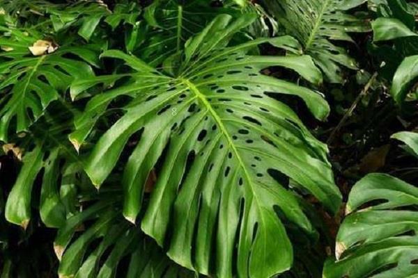 2025年盆栽植物怎么养 盆栽花盆选择注意事项 2025年盆栽植物怎么养 盆栽花盆选择注意事项