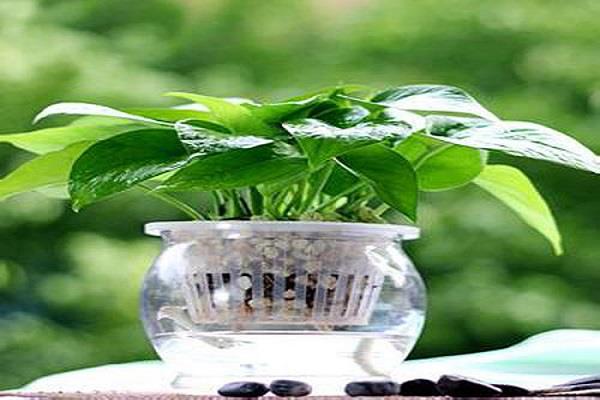 莲花烂根怎么办 补救方法有哪些 莲花烂根怎么办 补救方法有哪些