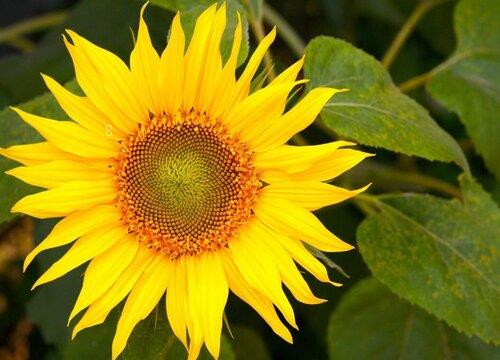 向日葵放家里吉不吉利（向日葵放家里有什么风水禁忌）