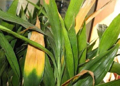 大岩桐叶子蔫了怎么办 打蔫原因及补救方法