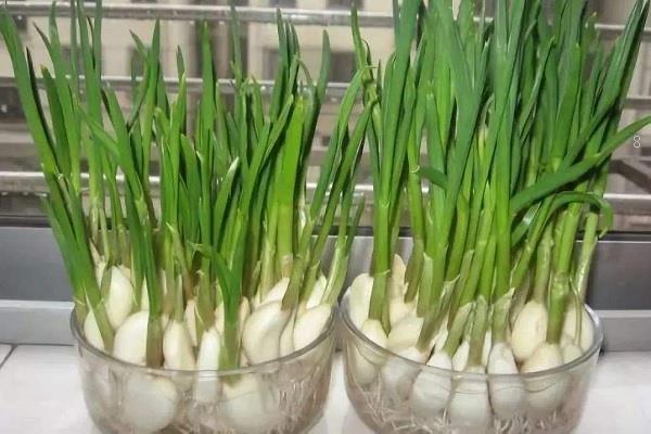 水培水仙花的养殖方法 养殖技巧有哪些 水培水仙花的养殖方法 养殖技巧有哪些