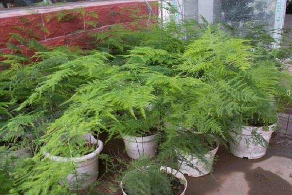 房间里放什么植物可以净化空气 养护方法整理