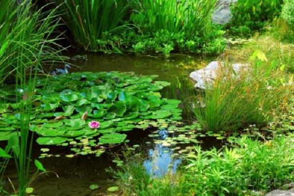 水培植物叶子发黄或烂根怎么办