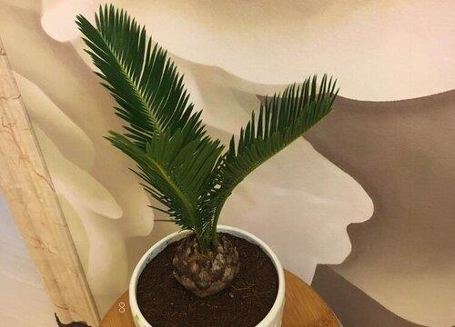 铁树放在哪里风水最好（家里面铁树摆放位置及风水讲究）