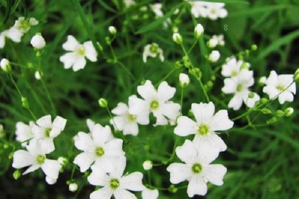 一些常见花卉的寓意介绍 一些常见花卉的寓意介绍