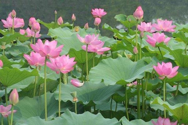 睡莲根可以全水养吗
