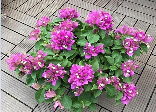 花上有腻虫用什么方法去除（腻虫除了药还有什么小妙招）