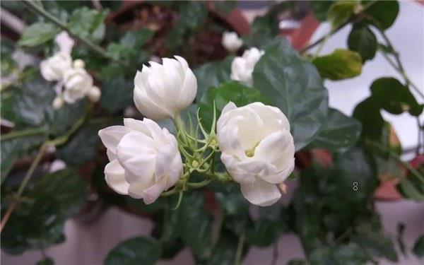 紫荆冬天能开花吗 怎么过冬 紫荆冬天能开花吗 怎么过冬