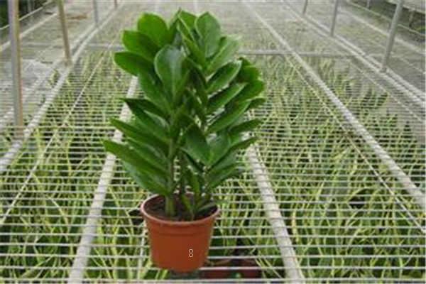 过年必做12道菜 2025春节做几个菜吉利